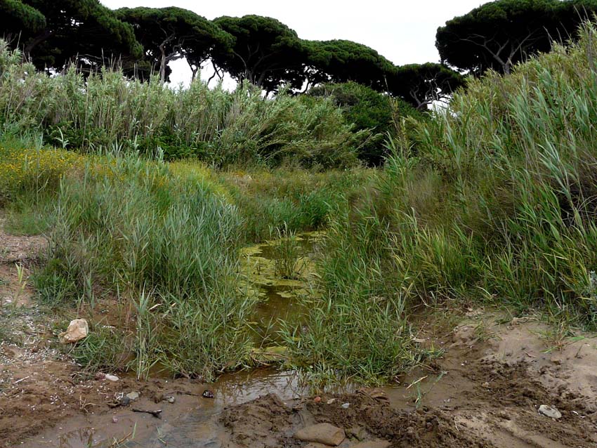 I fossi e lo stagno di Baratti (Piombino - LI)